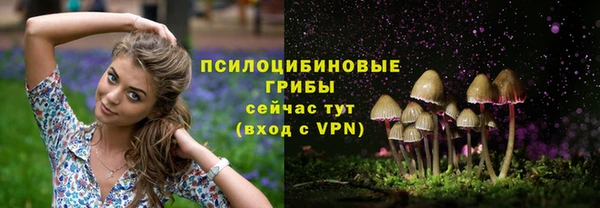 гашик Алексин